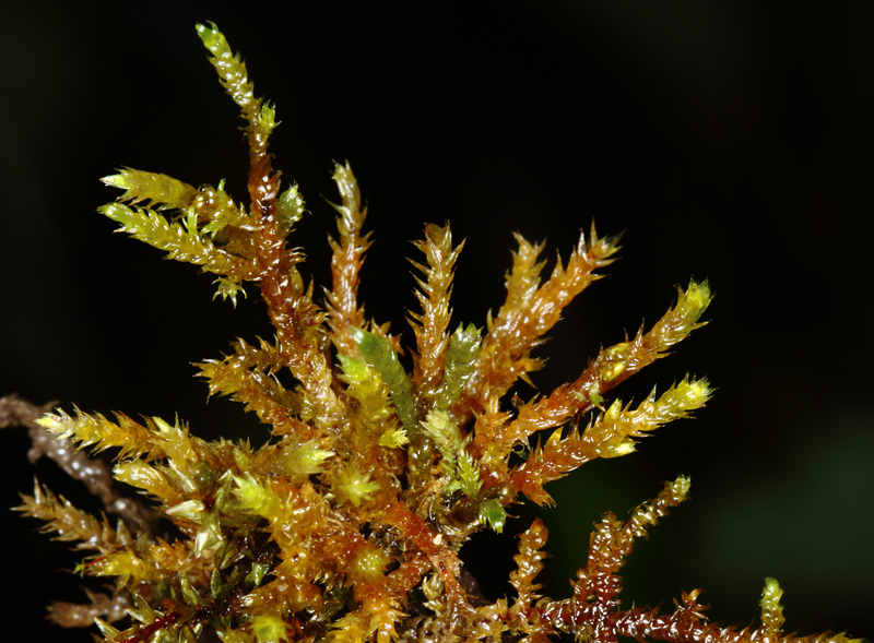 Hygrohypnum eugyrium